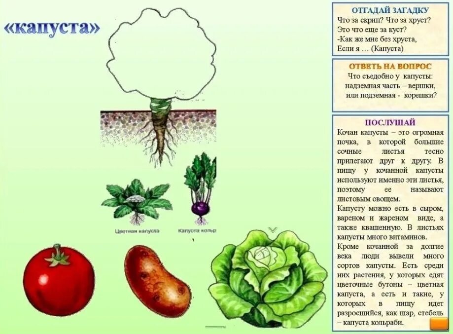 Какие растения используют в пищу. Дидактическая игра вершки и корешки. дид игра вершки и корешки цель. игра вершки корешки для детей 3-4 лет. обучающие карточки &quot;растения и их плоды, вершки и корешки&quot;.