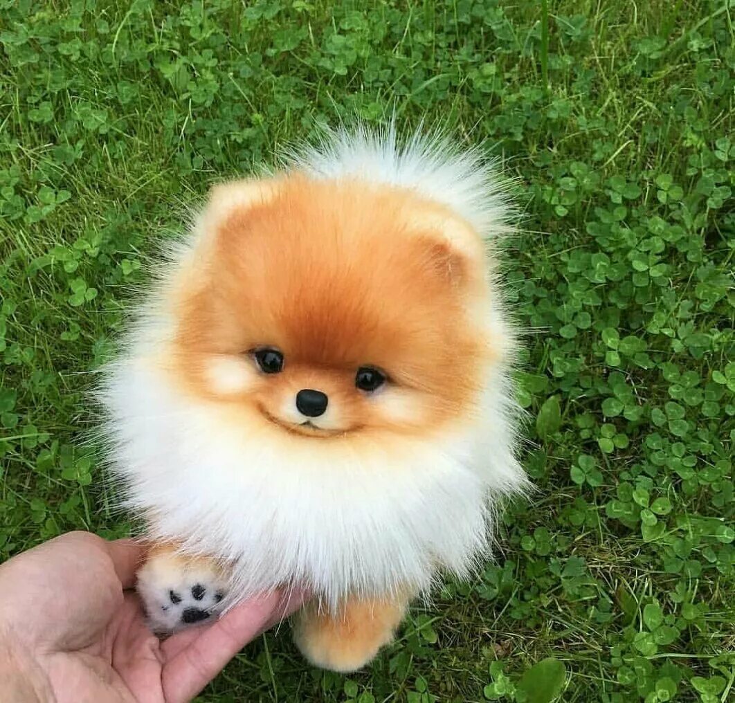 Померанский шпиц породы собак. Померанский шпиц teacup. Порода померанцевый шпиц. Собачка шпиц померанский. Шпиц маленький белый.