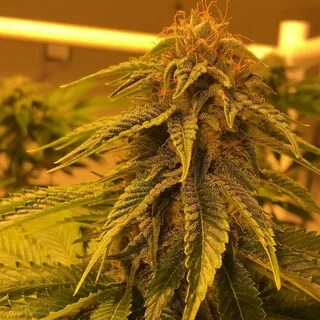 Bruce banner auto