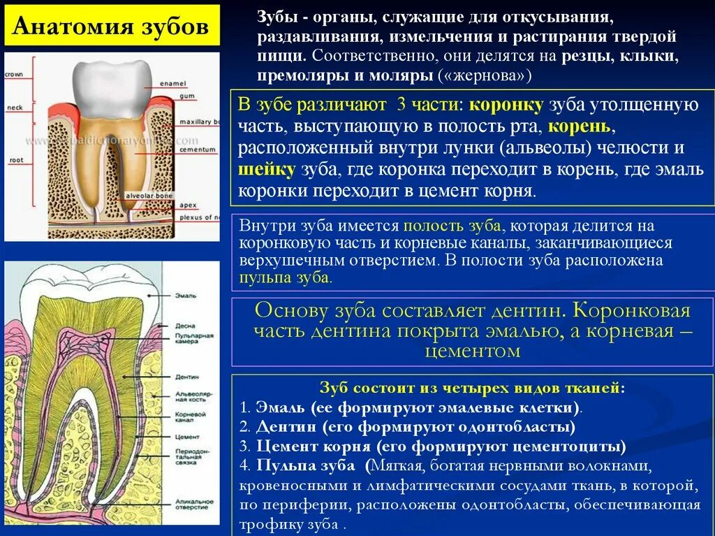 Анатомия зубочелюстной системы. Органы зубочелюстной системы. строение зубочелюстной системы. функции зубочелюстной системы. тип зубочелюстной системы человека.