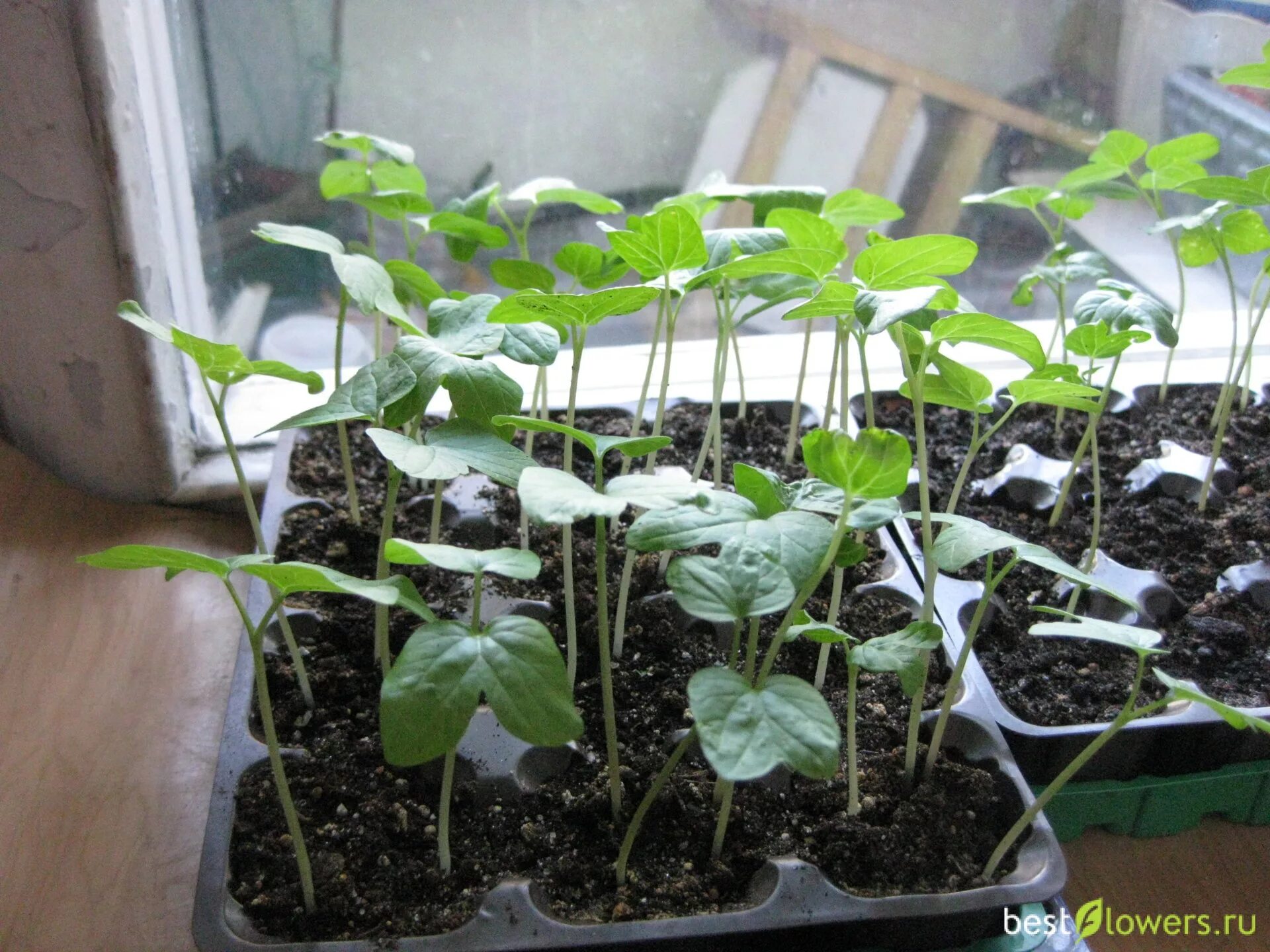 Ипомея рассада. Когда сажать ипомею на рассаду. Сеянцы ипомеи. Ипомея квамоклит. Ипомея квамоклит рассада.