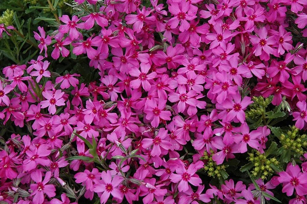 Флокс шиловидный ред Вингс. Флокс шиловидный subulata. Флокс шиловидный (Phlox subulata) Red Wings. Флокс шиловидный Scarlet Flame.