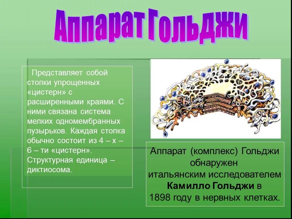 Диктиосома является структурной частью