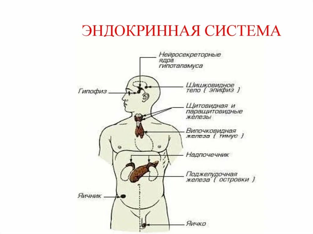 Эндокринная система внешней секреции и внутренней. Эндокринная система человека железы внешней секреции. Зарисовать железы внутренней секреции. Железы внутренней секреции человека (1 планшет, 42*66 см)