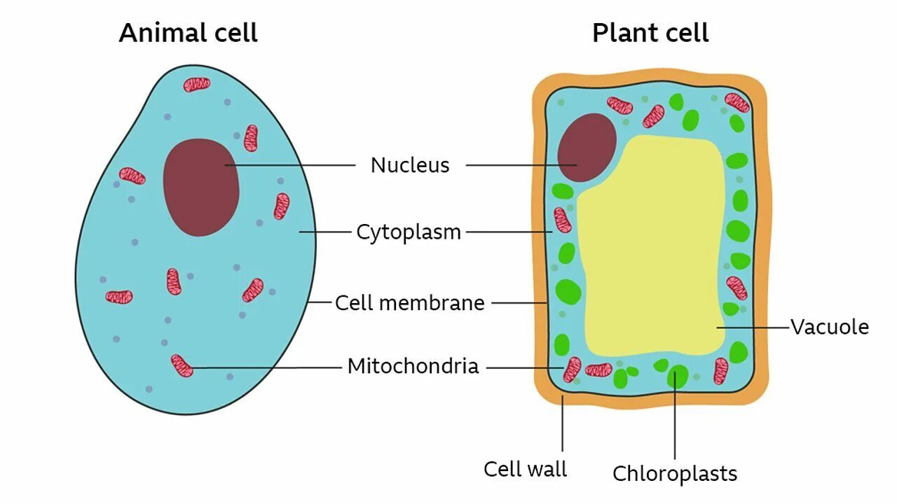 Write cell. Animal and plant cells. plant cell and animal cell. animal cell structure and plants. клетка the cell.