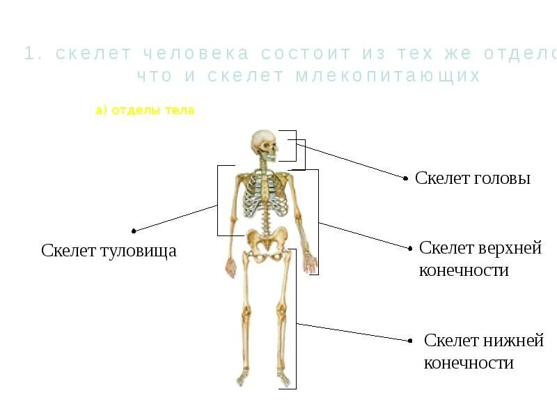 К добавочному скелету человека относятся. Части скелета осевой и добавочный. Схема анатомического строения осевого скелета. Осевой и добавочный скелет человека. Осевой скелет человека состоит из.