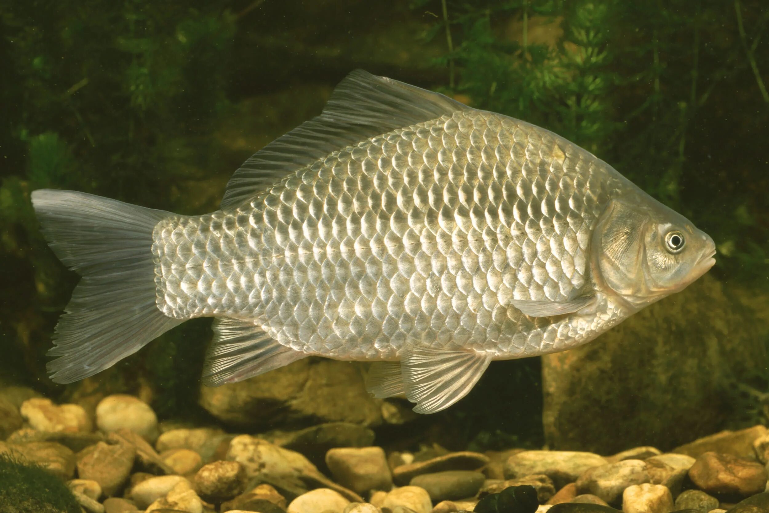 Серебряный карась - Carassius auratus gibelio. Карась обыкновенный Carassius Carassius. Carassius auratus серебряный карась. Карась Буффало. Живая рыба карась