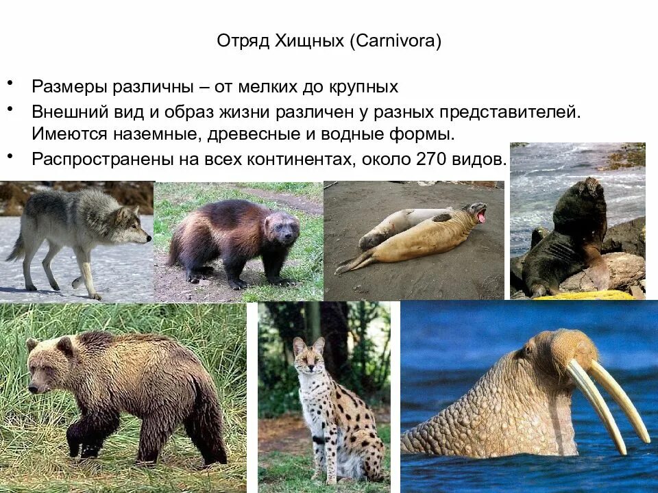 Хищники млекопитающие общая характеристика. Роль животных в жизнич человека. П павлову. Домашние животные. Какое животное применительно к человеку используется.