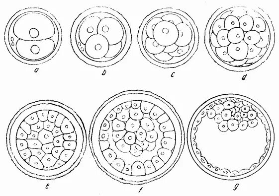 Стадии дробления зародыша млекопитающих. Зигота млекопитающих. Дробление зиготы млекопитающих. Дробление зиготы млекопитающих. Зигота морула бластоциста.