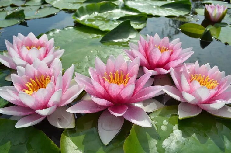lily pond Lily pond, Lily, Lily pads
