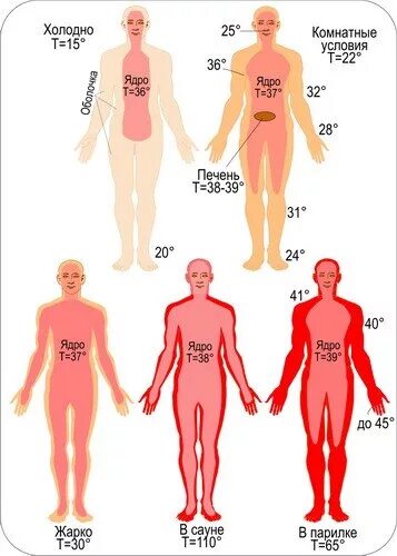 Почему тело холодное. Температурная схема тела человека. Ядро и оболочка тела человека. Температурное ядро и оболочка тела. Температура в разных частях тела человека.