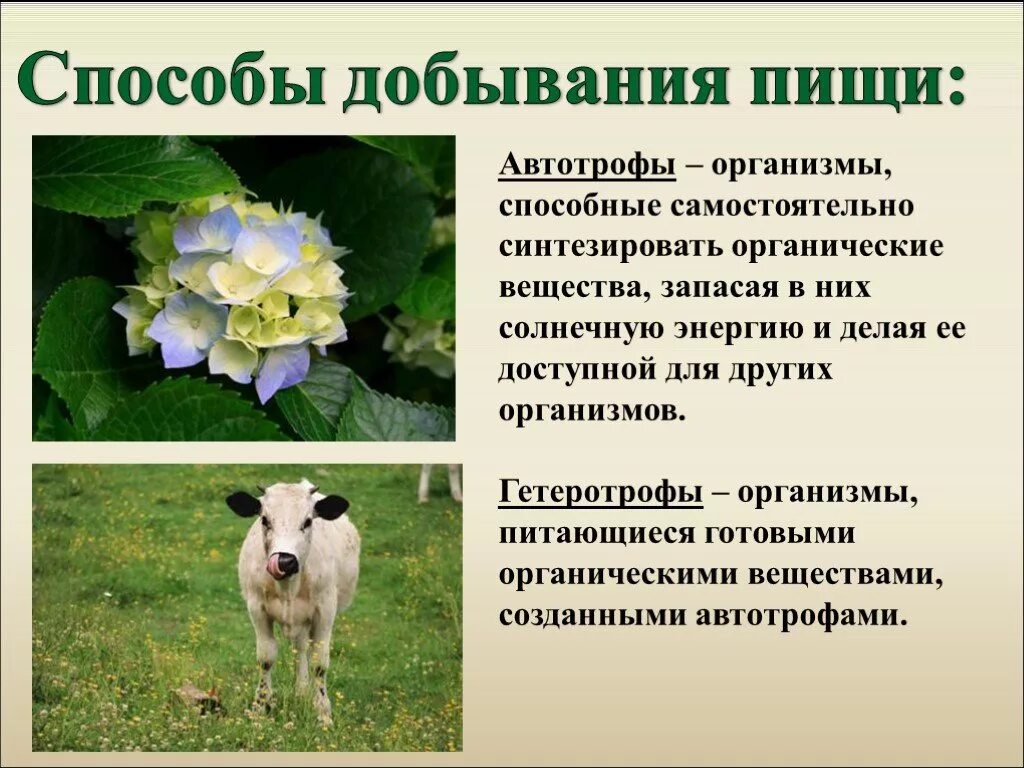Питание животных сообщение. Способы добывания пищи. способы добывания пищи животными. способы добывания пищи биология. способы добычи пищи у животных.