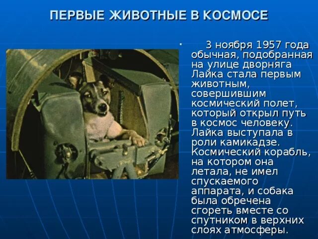 Первое животное совершивший орбитальный полет. 3 Ноября 1957 года. Первые животные в космосе. Первое животное полетевшее в космос. Кто первый полетел в космос из животных.
