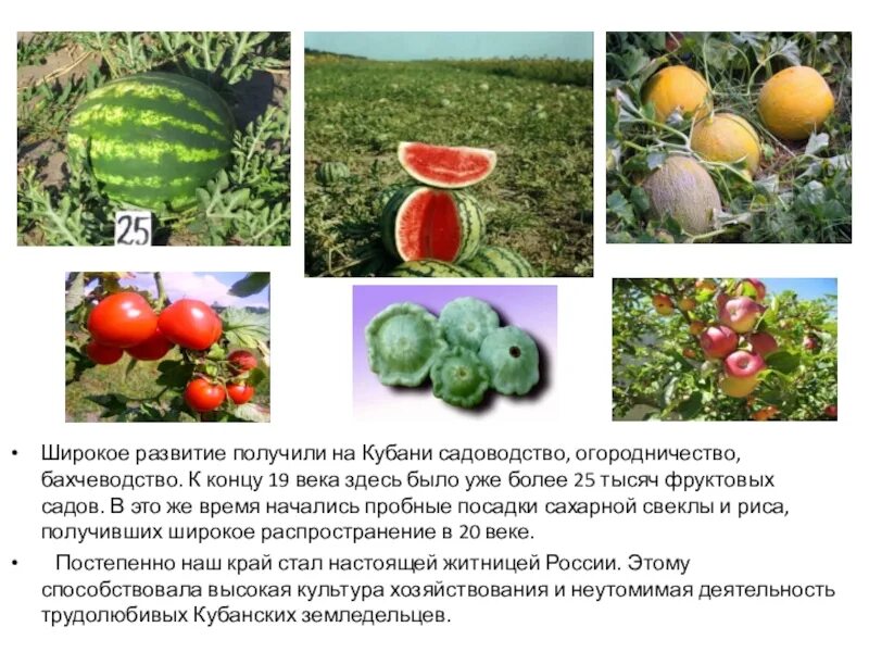 Бахчеводство отрасль земледелия широко распространенная. Бахчеводство на кубани. садоводство доклад. районы размещения овощеводства и бахчеводства. садоводство проект.