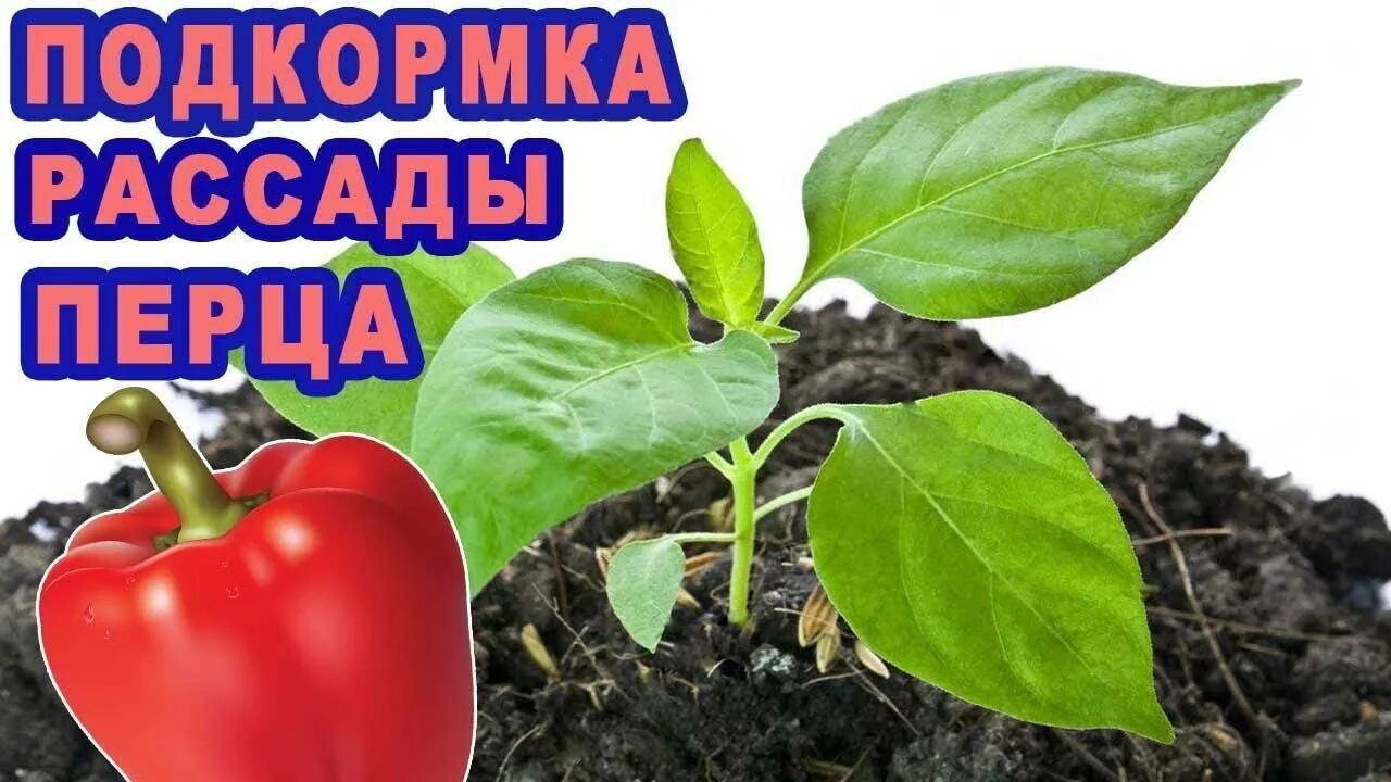 Подкормить рассаду перца. Рассада перца. подкормка рассады. подкормка перцев. подкормка рассады перца.