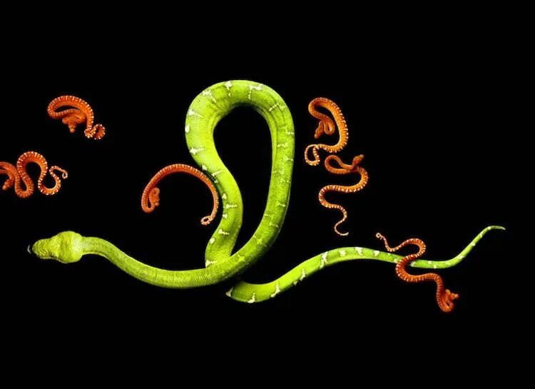 Snake project