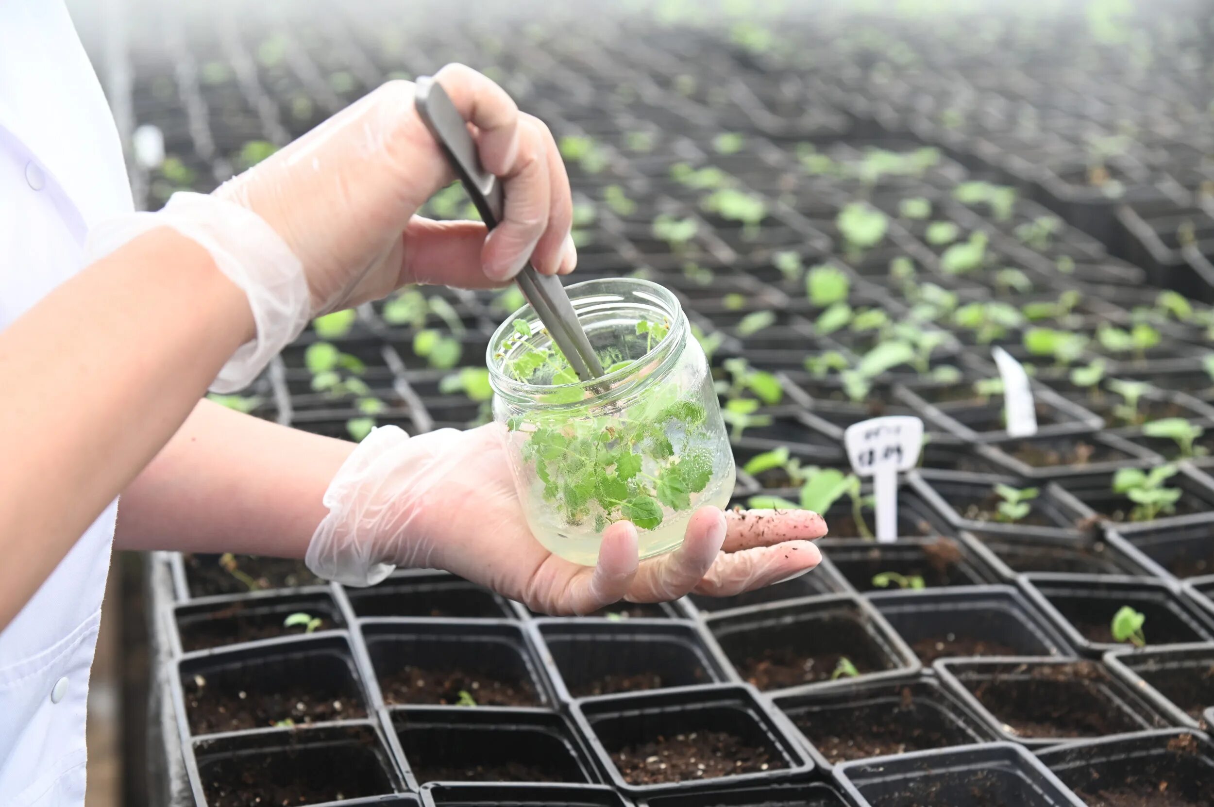 Микроклонирование растений. Микроклональное размножение картофеля in vitro. In vitro растения каллус. Фитопатология растений. Клональное микроразмножение картофеля.