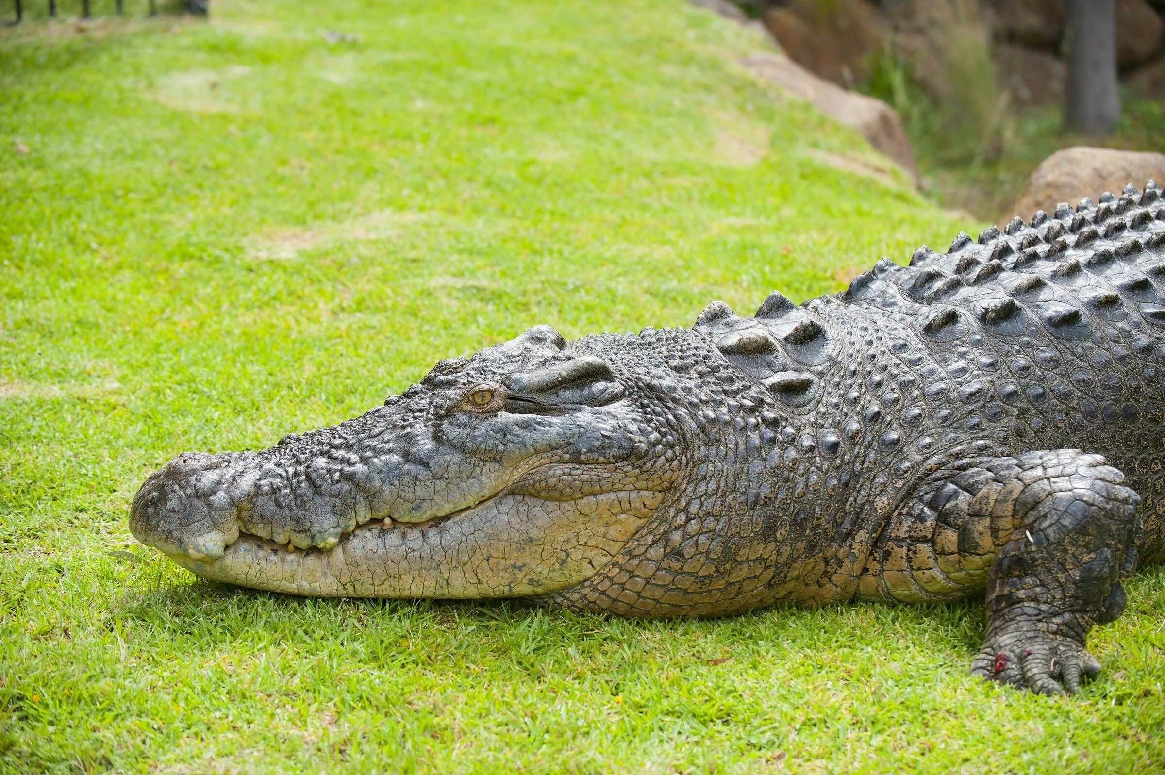 Самый большой аллигатор. Гребнистый крокодил. Гребнистый крокодил Рамри. Гребнистый крокодил самый большой. Гребнистый Аллигатор.