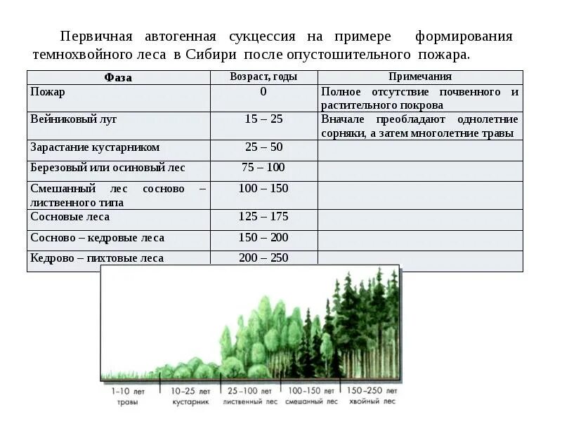 Сукцессия после пожара. Экологическая сукцессия период видовой состав таблица. Экологическая сукцессия первичная и вторичная. Экологическая сукцессия период 1-10 лет. Этапы экологической сукцессии.