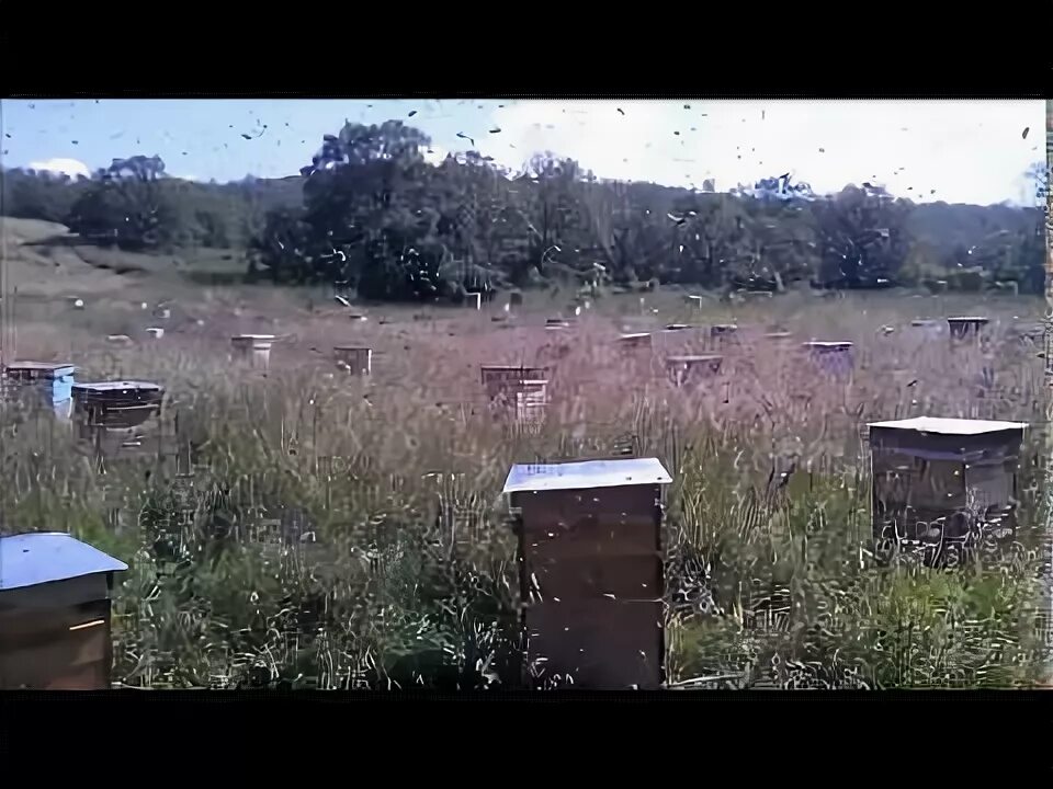 Пчеловод выход. Пчеловод Русин. Сергей Русин пчеловод.