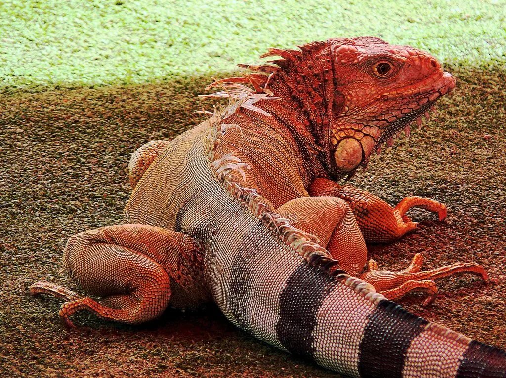 Красная рептилия. Игуана красная (Iguana Iguana). Розовая игуана Галапагосских островов. Ящерица игуана.