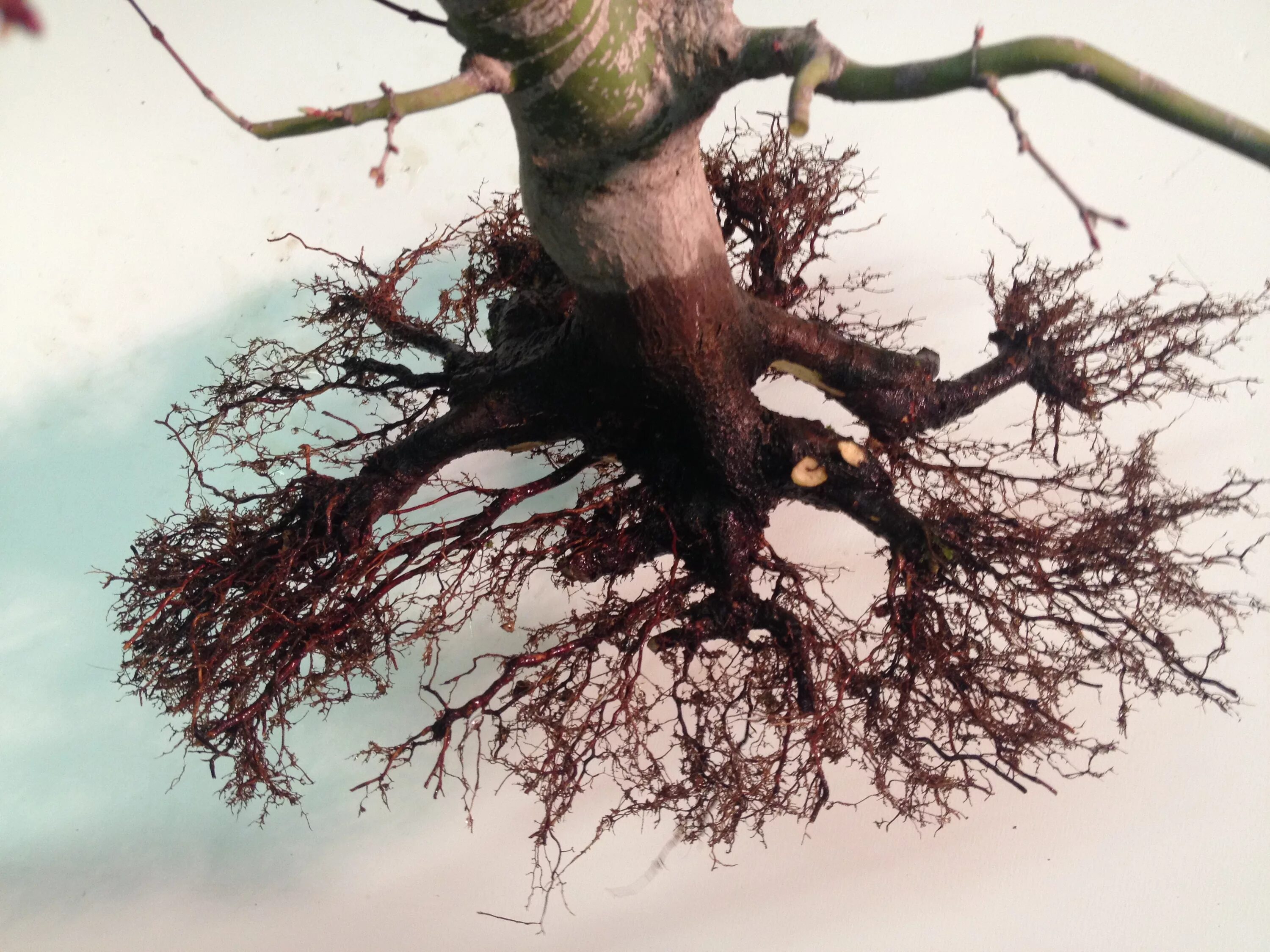 A tree without roots