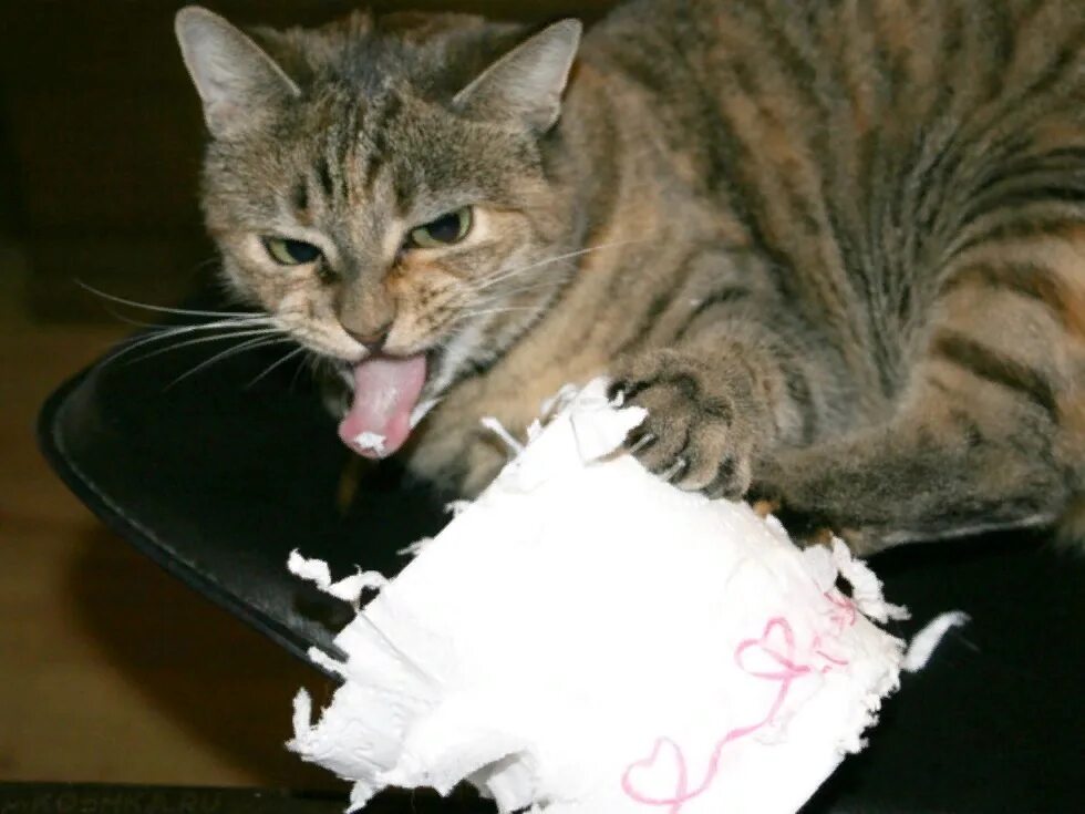 Коты портят. Кот напакостил. Кошка безобразничает. Кошачьи проделки. Кот порвал бумагу.