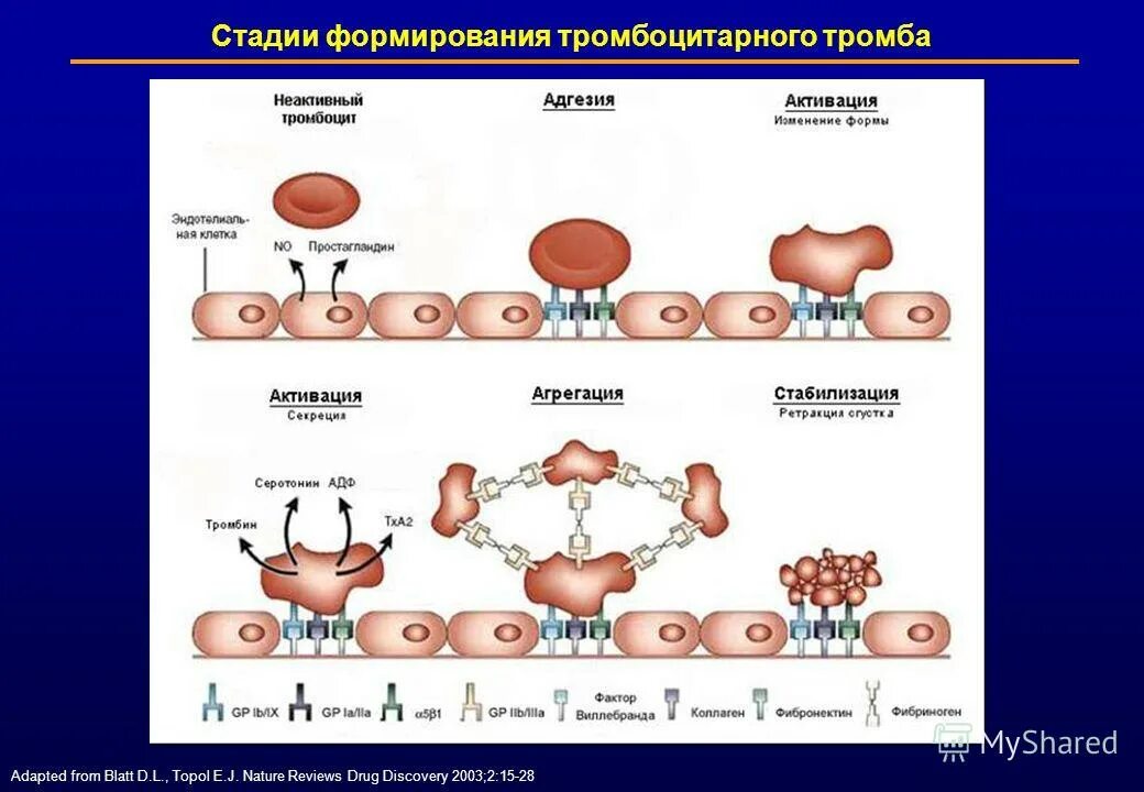Стадии тромбообразования. Этапы формирования тромба. Стадии формирования тромбоцитарного тромба. Этапы образования тромба. Этапы формирования тромба.