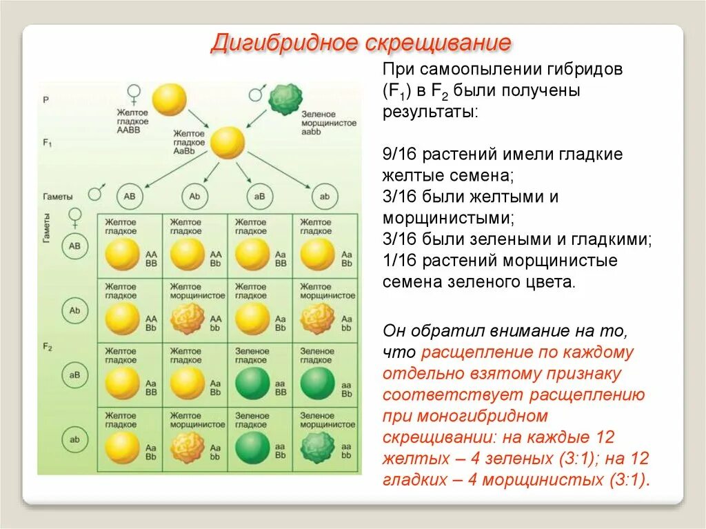 9 3 3 1 расщепление закон. Генетическая схема 3 закона менделя. схема наследования при дигибридном скрещивании. схема дигибридного скрещивания гороха. третий закон менделя биология 9 класс.