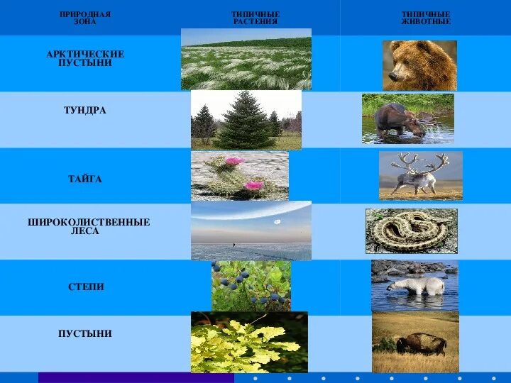 Сообщение о живых организмах разных природных зон. Природные зоны Тайга и тундра. Природная зона тундра Тайга смешанные леса таблица. Природная зона степи тундры пустыни Тайга. Растения разных природных зон.