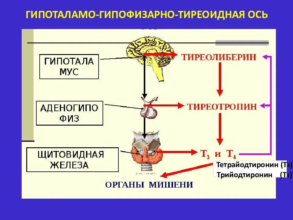 Регуляция осуществляется путем. Регуляция функции щитовидной железы схема. гипоталамо гипофизарно тиреоидная ось. гипоталамо-гипофизарная регуляция. гормоны щитовидной железы гипоталамо-гипофизарная система.