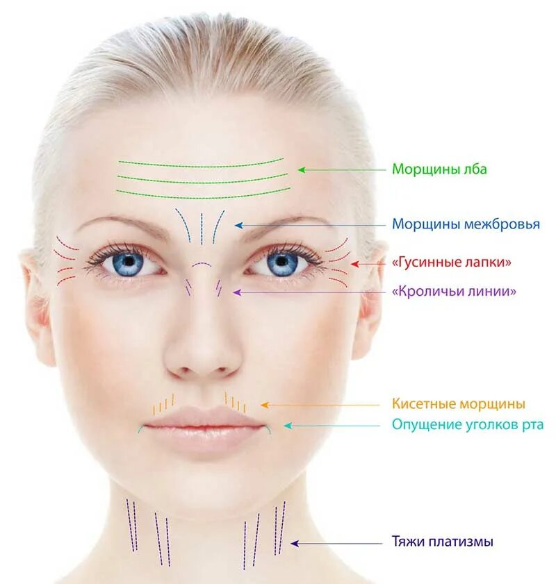 три зоны лица. верхняя и средняя треть лица. верхняя зона лица. верхняя зона лица. идеальное лицо.