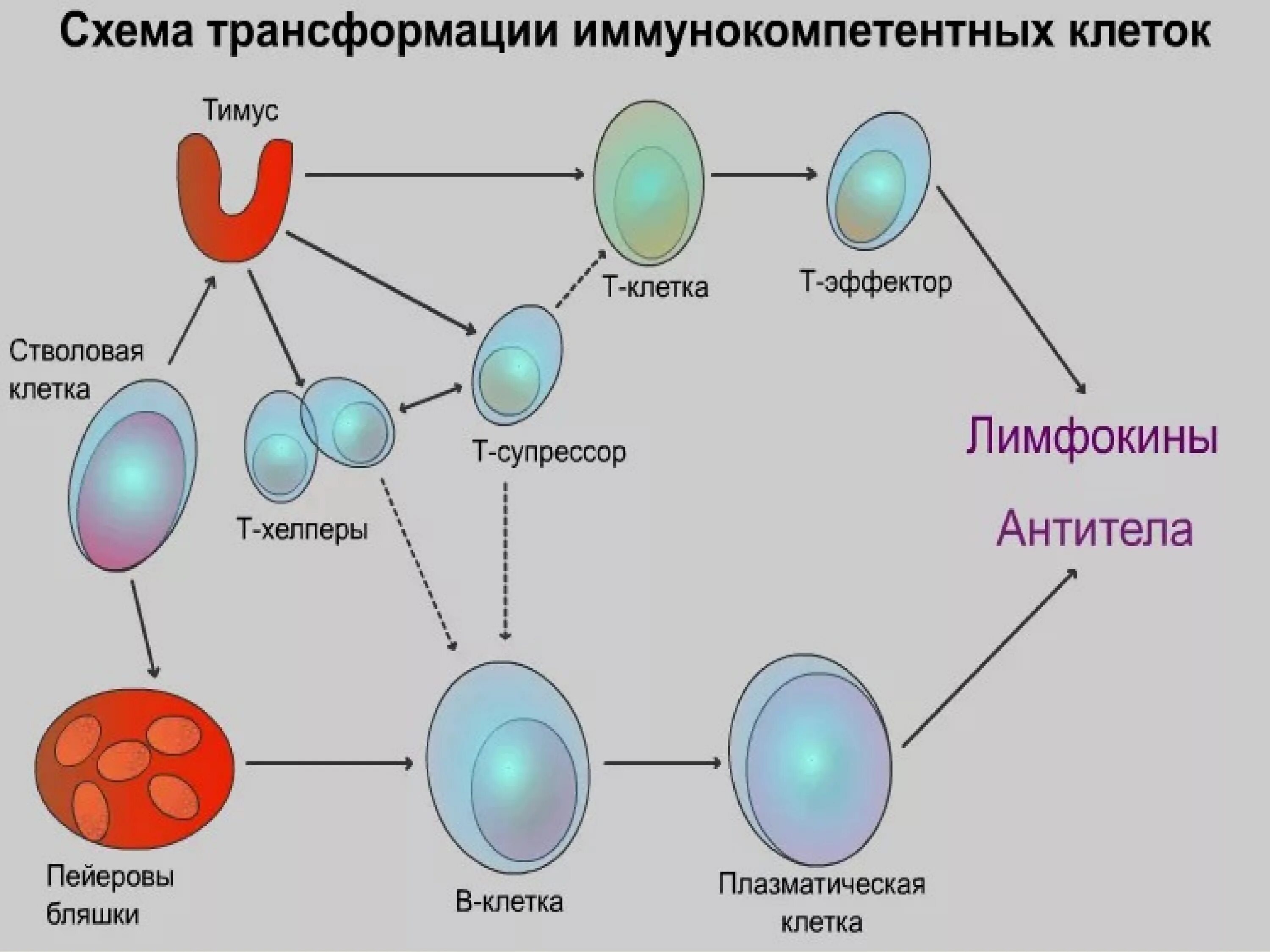 Схема органы иммунитета и иммунокомпетентные клетки. Схема дифференцировки иммунных клеток. Т-лимфоциты иммунной системы схема. Иммунокомпетентные клетки фагоциты и схема. Эффекторные т клетки