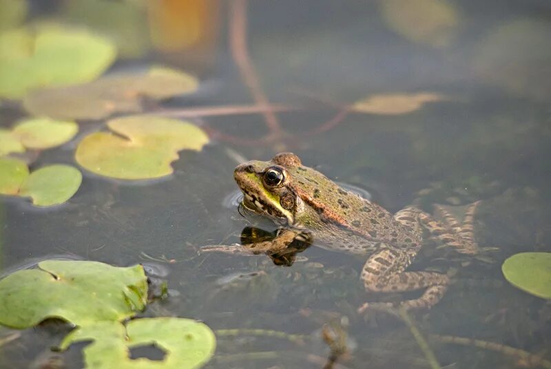 Пример дестабилизирующего отбора. Лягушки квакают в пруду. В популяции озерной лягушки. В популяции озерной лягушки. Много лягушек в пруду.