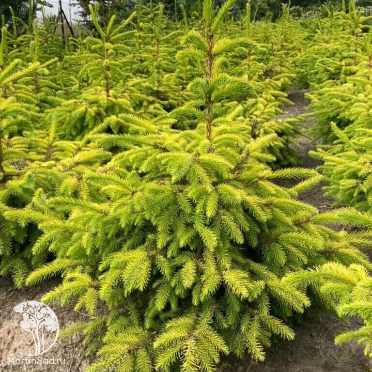 Ель сербская (пича оморика). Picea omorika golden rain. Ель сербская голден миджет. Ель оморика ауреа. Ель оморика голден рейн.