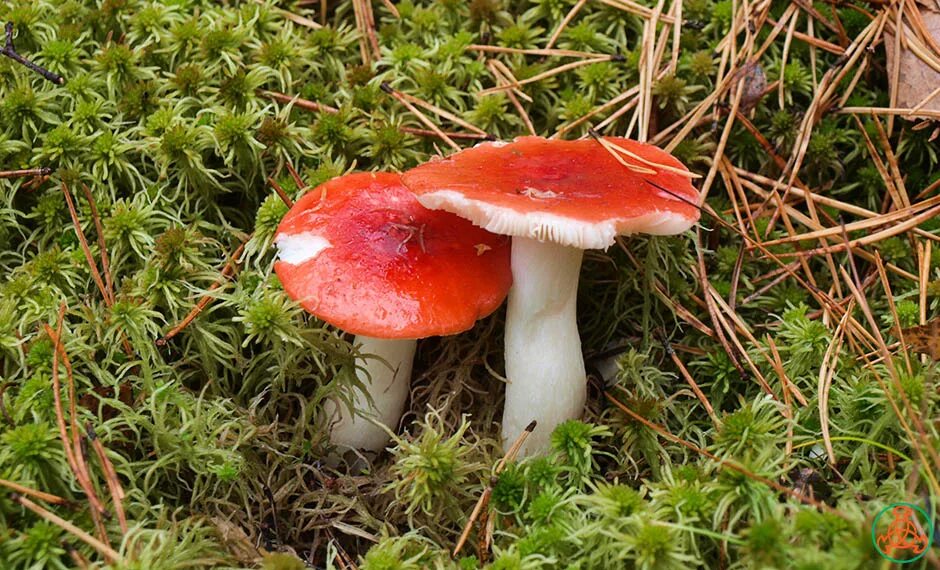 сыроежка желчная съедобная. сыроежка миндальная. Russula xerampelina. маслята трубчатые или пластинчатые. трубчатые шляпочные грибы масленок.