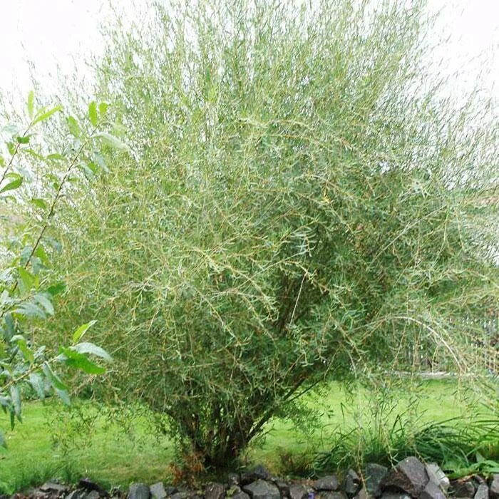 Ива пурпурная salix purpurea “pendula”. Ива ломкая шаровидная. Ива пурпурная грацилис. Ива куст название. Ива белая тристис.