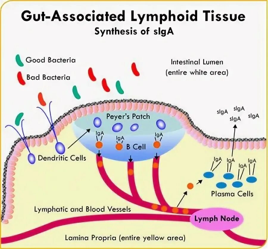 Gut-associated lymphoid Tissue. Galt система. Galt иммунология. Galt система кишечника. Associated types