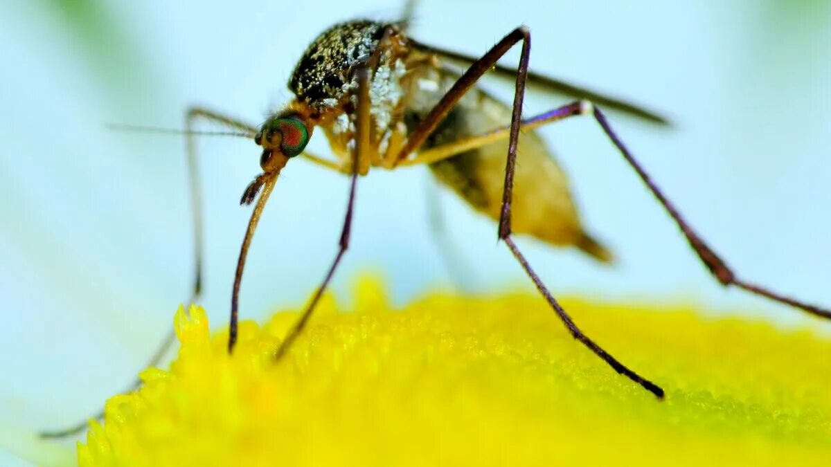 Долгоножка пятнистая. Комарик sciara hemerobioides. Насекомое черное с желтыми полосками. Желто черный комар. Насекомое полосатое желто черное.