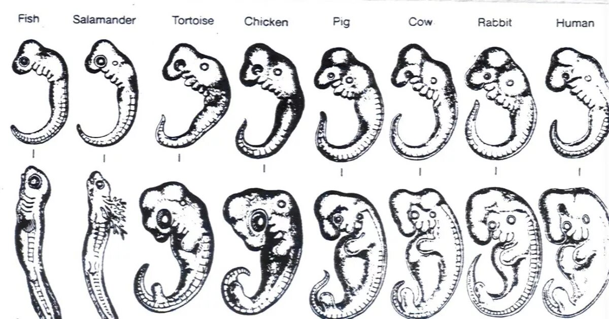 Кто считается основателем эмбриологии. Эволюция эмбриология. Эмбриология это анатомия. Эмбрион эмбриология. Эмбрионы Геккеля.