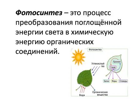 В процессе фотосинтеза энергия солнца
