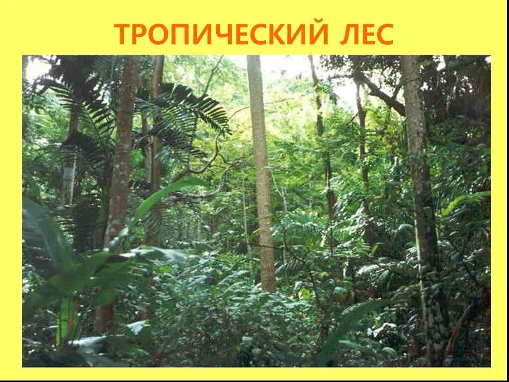 Животные и растения тропических лесов. Растительный мир тропических лесов. Растительный мир влажных тропических лесов. Тропические леса презентация. Тропический лес текст