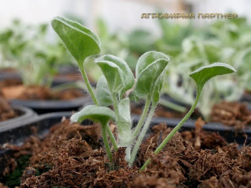 томат котя фирмы партнер. агрофирма семена. агрофирма партнер рассада. семена помидор агрофирмы партнер. рассада петунии партнер.