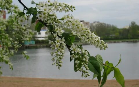 Черемуха черемуха стоит белым бела