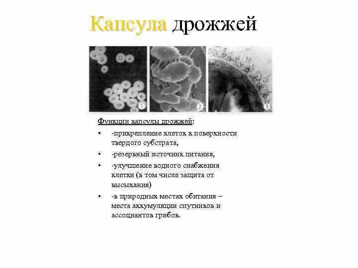 Функции капсул дрожжевой клетки. Строение клеточной стенки дрожжей. Строение клеточной стенки гриба. Функции клетки дрожжей. Грибные стенки покрыты снаружи клеточными стенками образованными