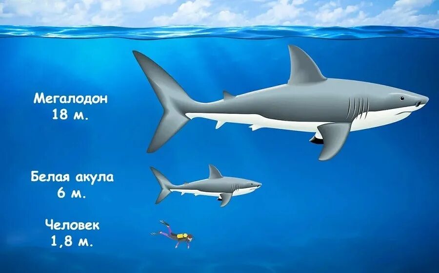 Мегалодон и белая акула. Акула мегалодон. Размер мегалодона и белой акулы. Мегалодон и белая акула. Размер мегалодона в метрах.