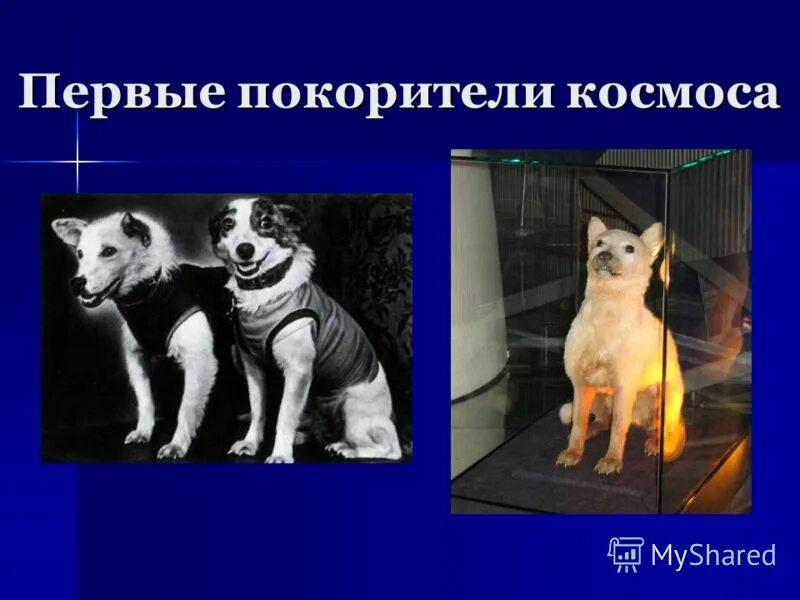 первые покорители космоса. первые собаки в космосе. первые покорители космоса. покорители космоса люди. легендарные покорители космоса.
