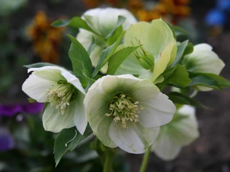 Зимовник цветок. Морозник геллеборус. Морозник (Helleborus) кавказский. Морозник гибридный.