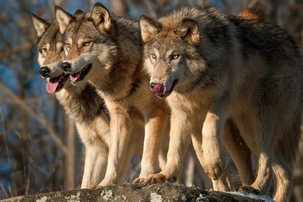 Среди стаи. Волки стая. Волки стая. Волк вожак стаи. Среди стаи.