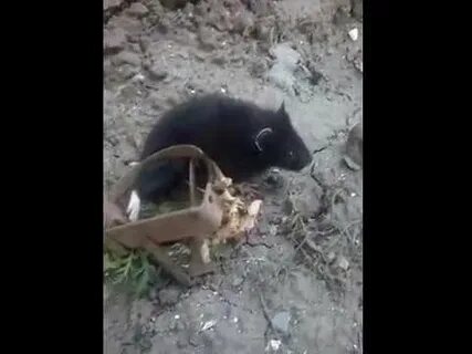 Как избавиться от карбыша на дачном